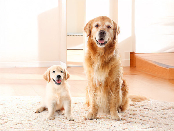ライフステージや食材に過敏な子に配慮